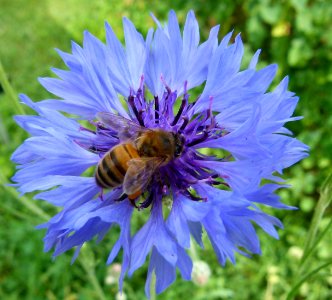 Apis mellifera on centaurea cyanus 4 photo