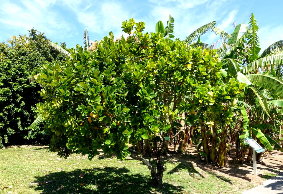 Artocarpus heterophyllus - Fruit and Spice Park - Homestead, Florida - DSC08814