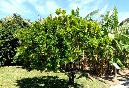 Artocarpus heterophyllus - Fruit and Spice Park - Homestead, Florida - DSC08814 photo