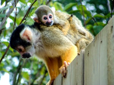 Apes In A Zoo (184170309)