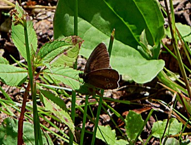 Aphantopus hyperantus - Schornsteinfeger Oberfrauenau