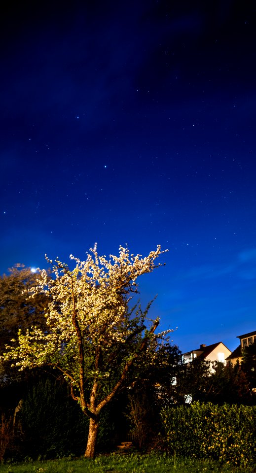 Apfelbaum bei Nacht in der Südstadt in Tübingen