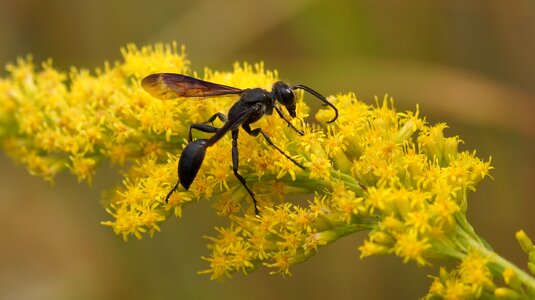 Black wasp on flower
