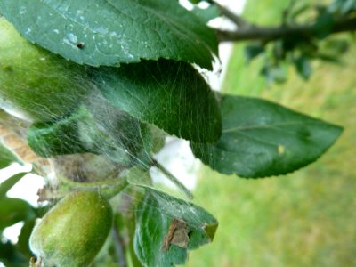 Apfel-Gespinstmotte (Yponomeuta malinellus) - Gespinst (3)