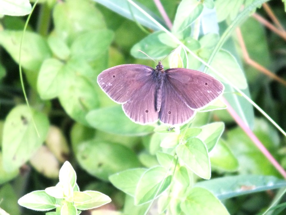 Aphantopus hyperantus - Wzwz butterfly f1