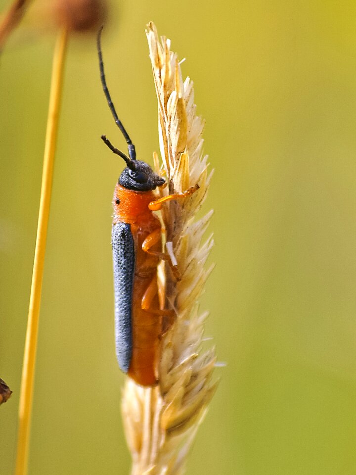 Insect nature animal