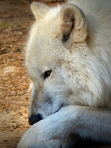 Carnivores animal world endangered