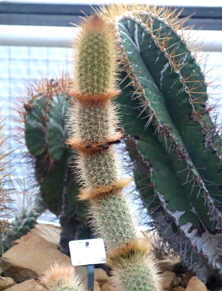 Arrojadoa rhodantha (Arrojadoa aureispina) - Botanischer Garten, Dresden, Germany - DSC08857