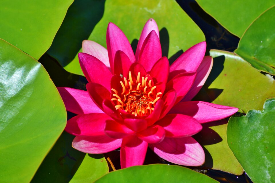 Water rose nuphar lutea pond plant