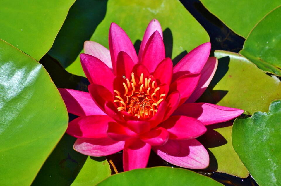 Water rose nuphar lutea pond plant photo