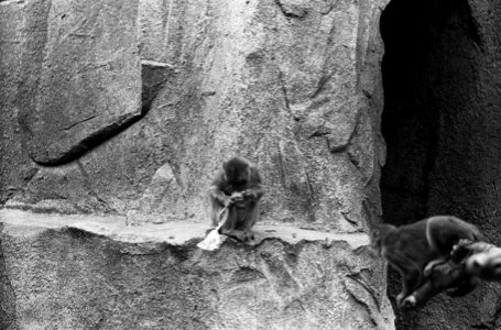 Artis, apen in aktie met plastic zakjes, Bestanddeelnr 914-1914