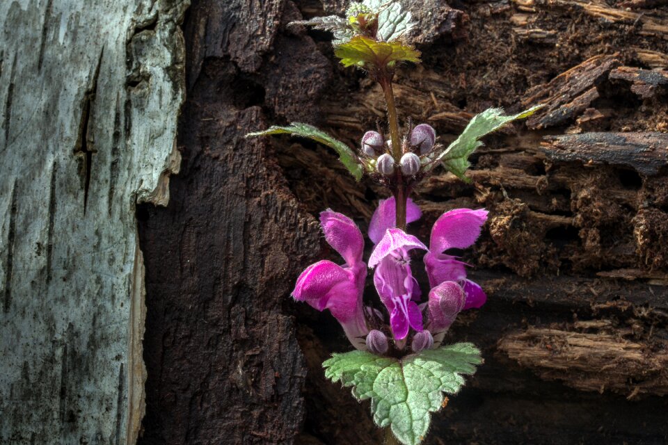 Nettle wild flower violet