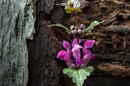 Nettle wild flower violet