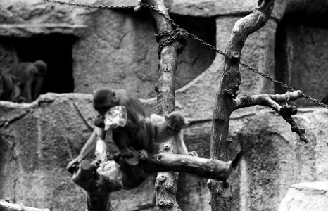 Artis, apen in aktie met plastic zakjes, Bestanddeelnr 914-1913