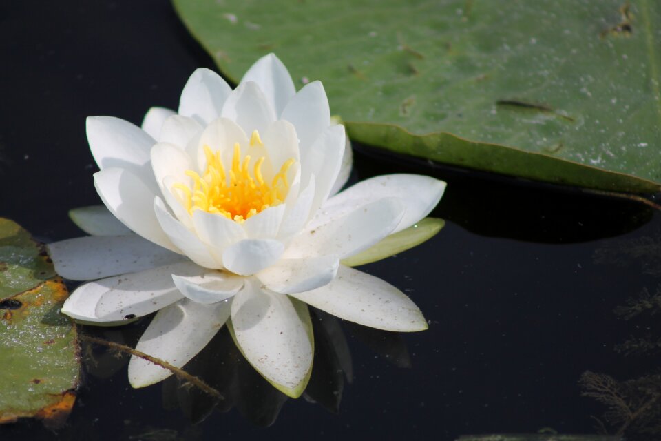 Flower water nature