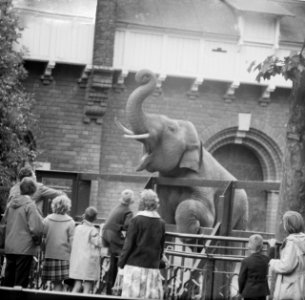 Artis-nieuws. Gillende olifant, Bestanddeelnr 912-7506