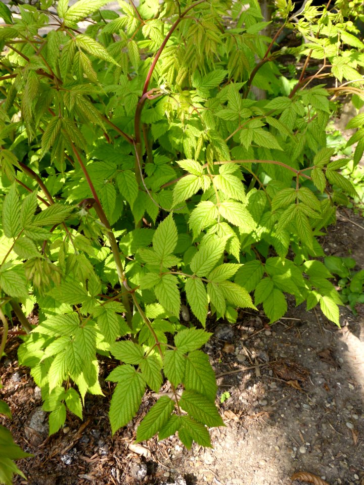 Aruncus-dioicus-1
