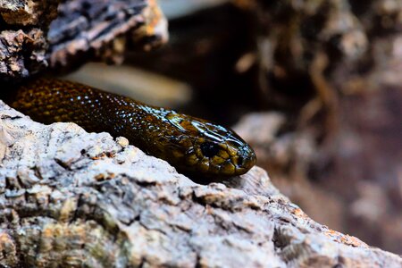 Venomous snake in the world australia animal world