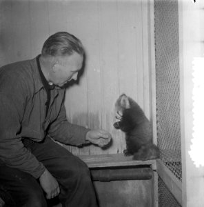 Artis nieuwe aanwinst kleine Panda, Bestanddeelnr 906-1259