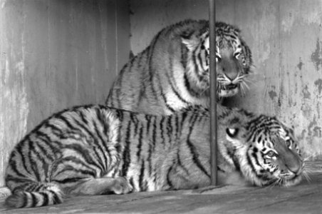 Artis, Siberische tijgers, Bestanddeelnr 926-0919