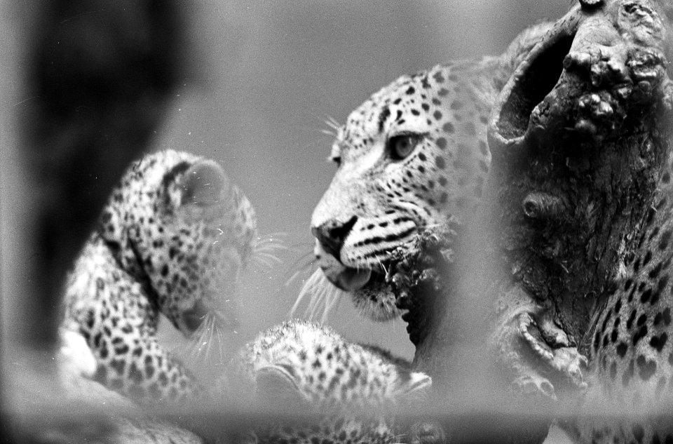 Artis heeft er weer twee jonge pantertjes bij, Bestanddeelnr 914-1909