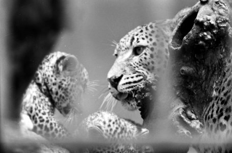 Artis heeft er weer twee jonge pantertjes bij, Bestanddeelnr 914-1909