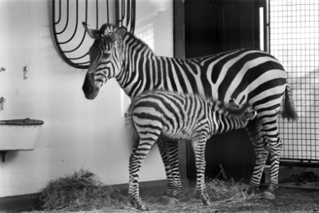Artis, zebra met jong, Bestanddeelnr 926-1093