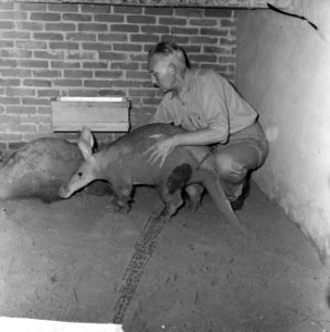 Artis heeft weer aardvarkens na 27 jaar, Bestanddeelnr 915-3763