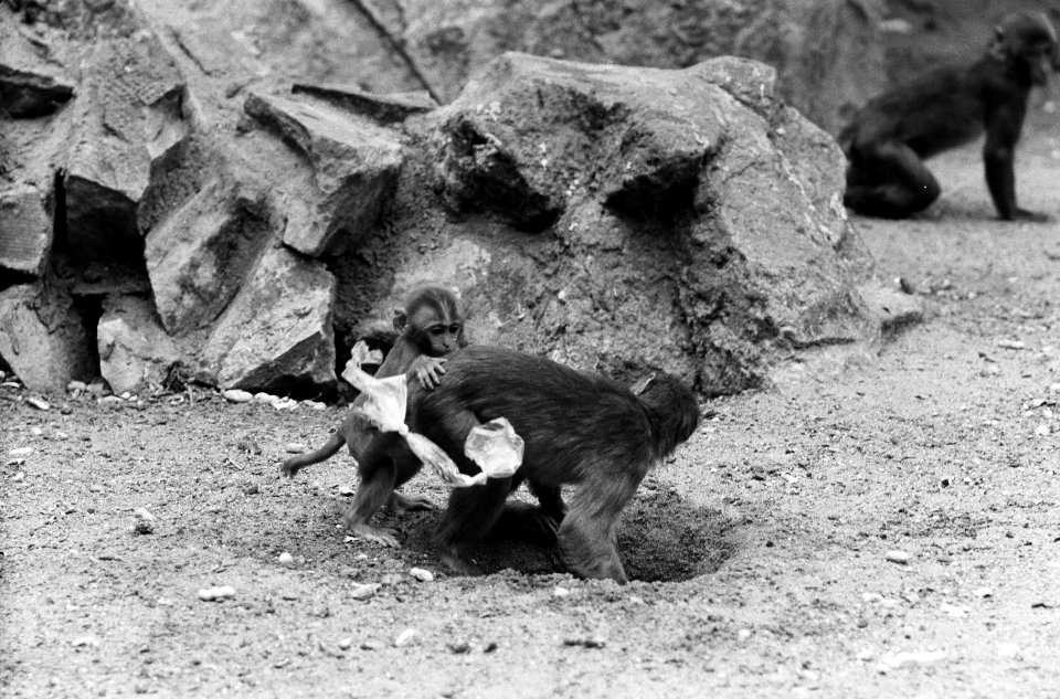 Artis, apen in aktie met plastic zakjes, Bestanddeelnr 914-1910