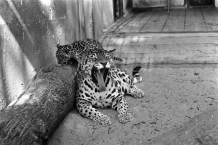 Artis, jaguar met jong, Bestanddeelnr 925-8488