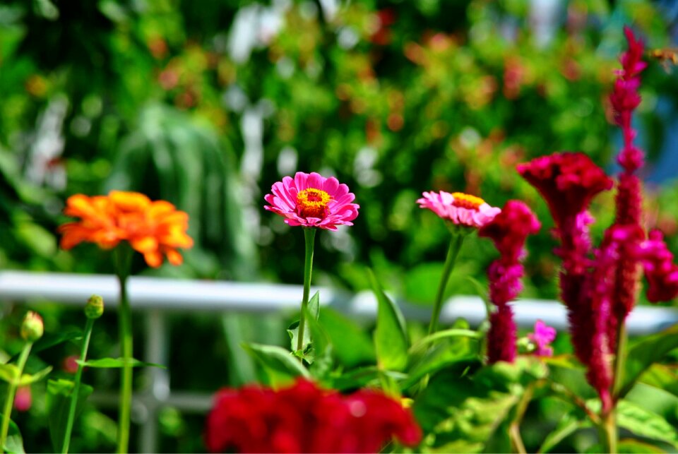 Garden blossom flora photo