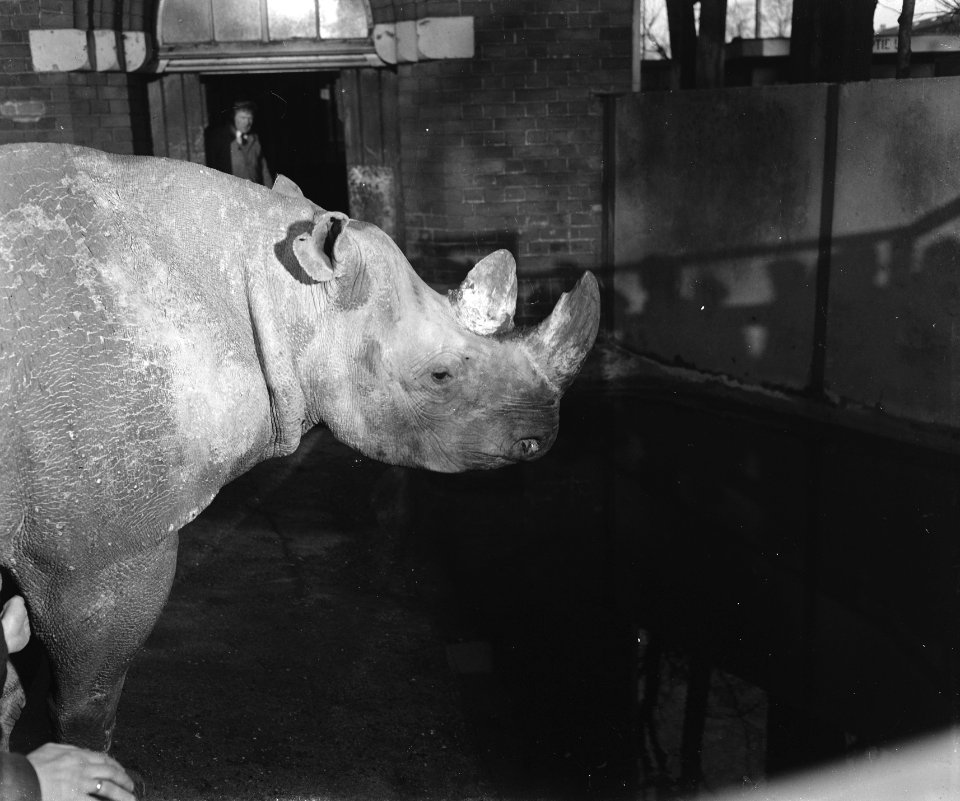 Artis, Bestanddeelnr 901-3657