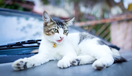 Pet cute blue pets