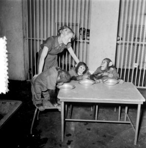 Artis de aapjes aan het ontbijt, Bestanddeelnr 906-1313