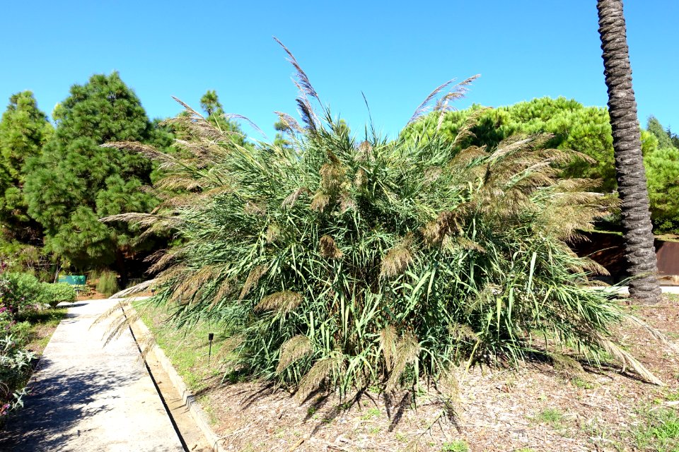 Arundo mediterranea - Jardín Botánico de Barcelona - Barcelona, Spain - DSC09117