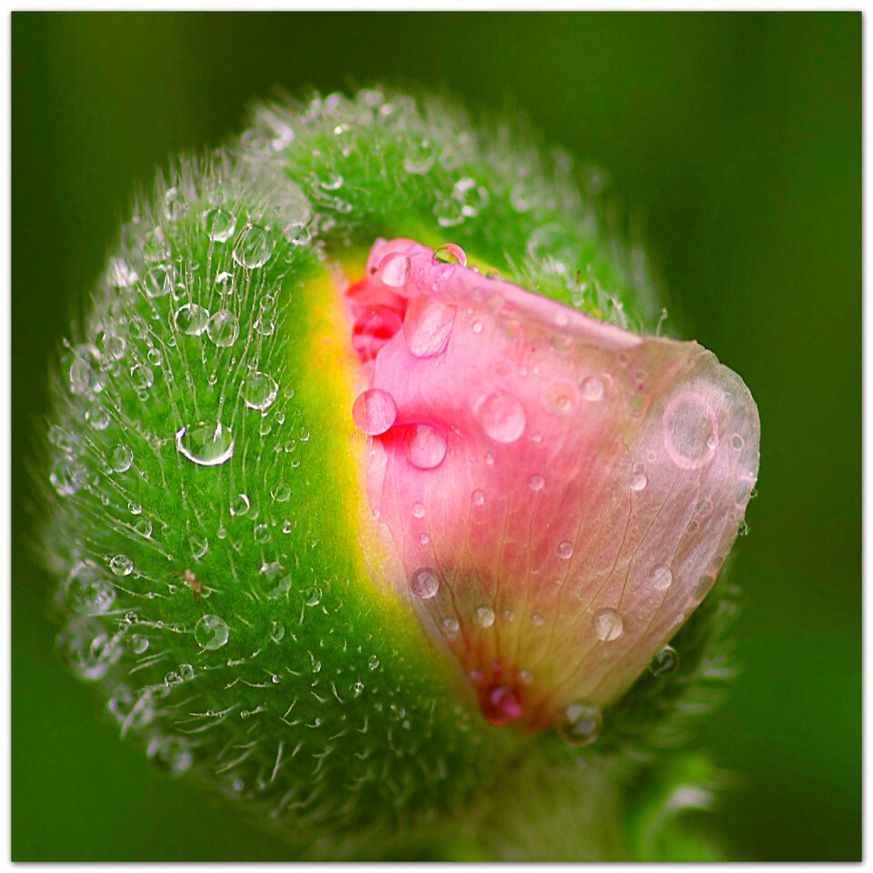 Nature drop of water morgentau