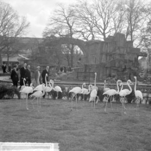 Artis 125 jaar dierentuin Flamingos, Bestanddeelnr 915-1164