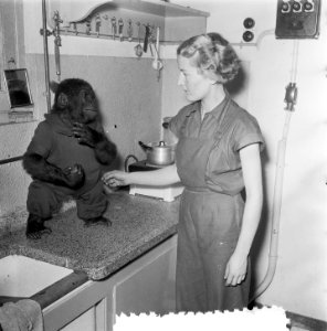 Artis de aapjes aan het ontbijt, Bestanddeelnr 906-1309