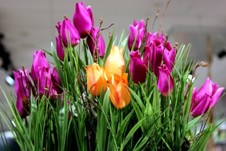 Artificial tulips photo