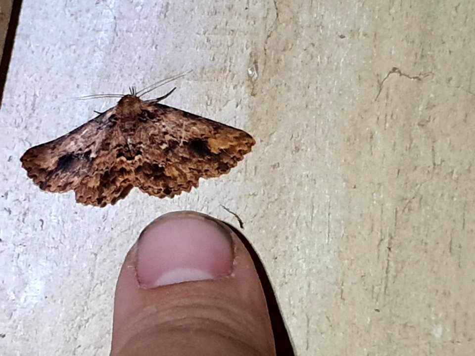 Artigisa melanephele 59129248