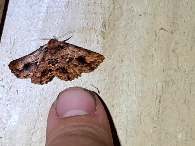 Artigisa melanephele 59129248