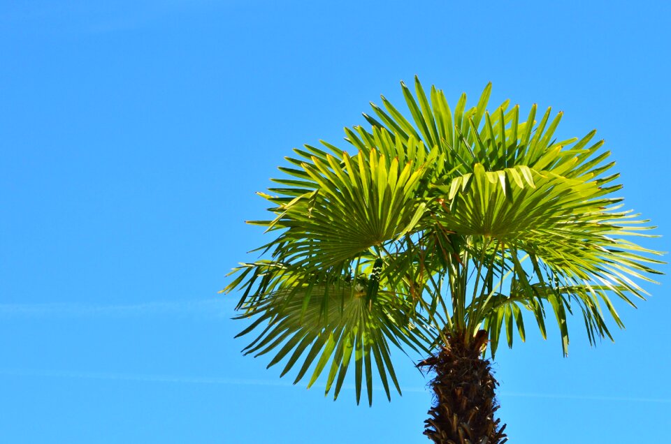 Palm tree sky summer