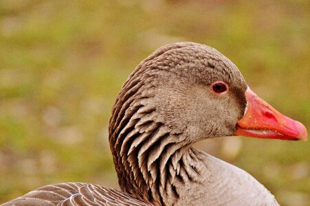 Water bird poultry bill