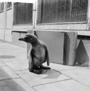 Artis. Jonge pinguin, Bestanddeelnr 912-5140