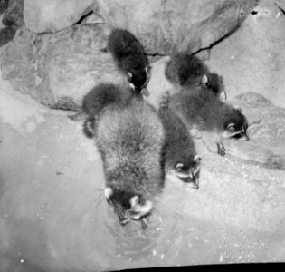 Artis, vijf jonge wasberen op zoek naar voedsel met hun moeder, Bestanddeelnr 917-8507 photo