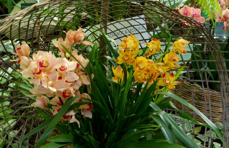 Arrangement d'orchidées