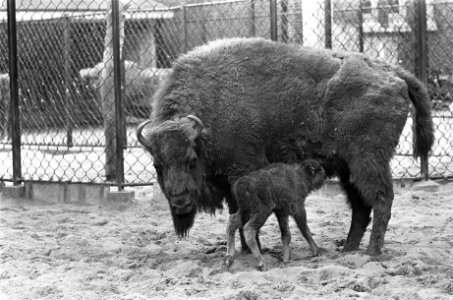 Artis, wisent met drie uur oud jong, Bestanddeelnr 920-3369