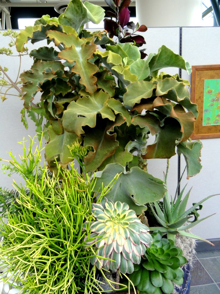Arrangement - Red Butte Garden and Arboretum - DSC07554