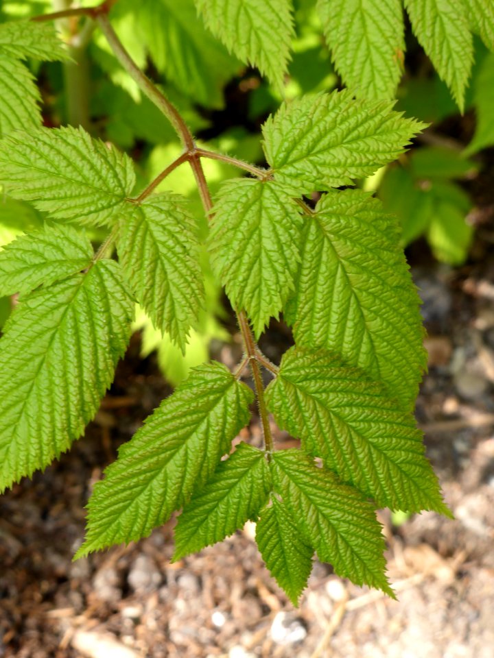 Aruncus-dioicus-2