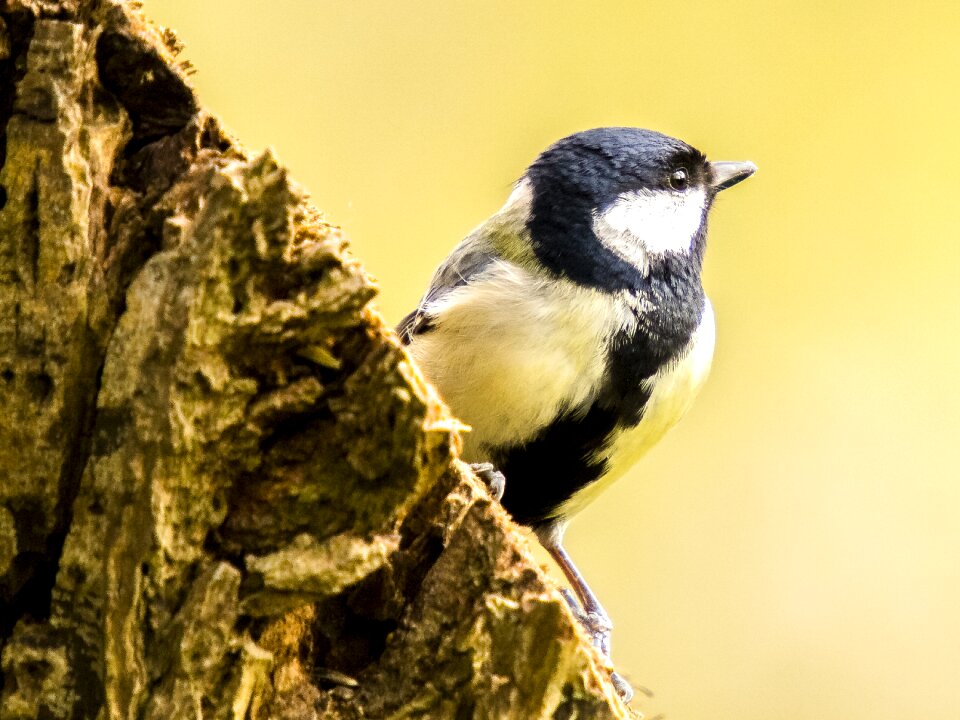 Nature bird animal